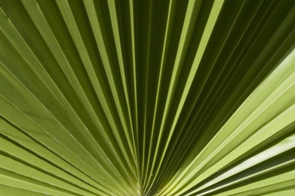 La-vista-palmleaf-crop-1200
